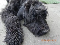 /album/fotogalerij-roosje/dscn3210-jpg/