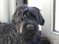 /album/fotogalerij-roosje/dscn3227-jpg/