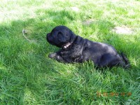 /album/fotogalerij-roosje/dscn2268-jpg/