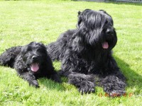 /album/fotogalerij-roosje/dscn2950-jpg/