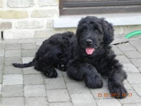 /album/fotogalerij-roosje/dscn3000-jpg/