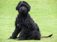 /album/fotogalerij-roosje/dscn3057-jpg/