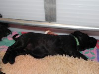 /album/fotogalerij-nina/dscn6410-jpg/