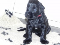 /album/fotogalerij-nero/dscn6536-jpg/