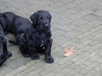 /album/fotogalerij-nero/dscn6932-jpg/