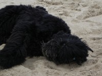 /album/fotogalerij-nero/dscn0124-jpg/