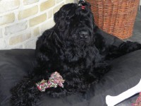 /album/fotogalerij-nero/dscn0016-jpg/